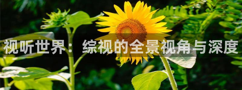 八戒神马免费影院：视听世界：综视的全景视角与深度